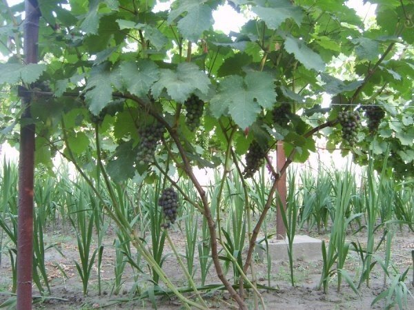 Кодрянка виноград формировка куста