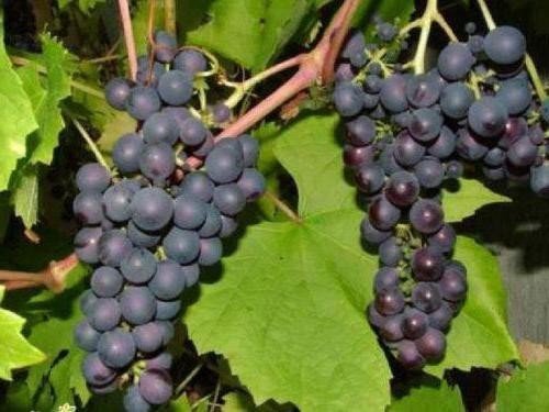 Мичуринец виноград виноград