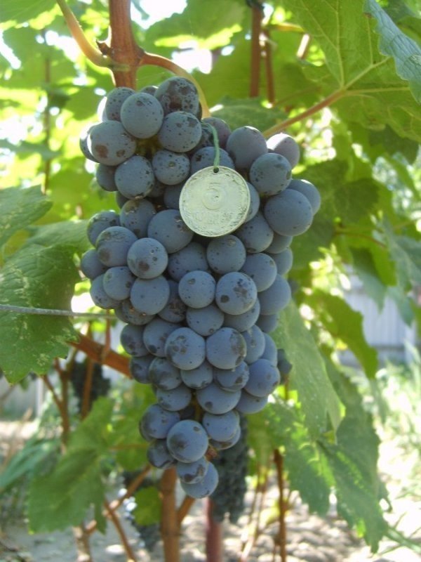 Виноград плодовый денисовский
