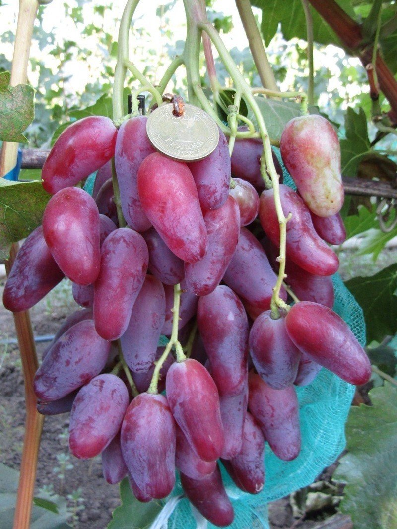Дубовский розовый виноград