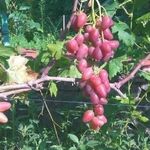 Виноград дубовский розовый: описание сорта, урожайность