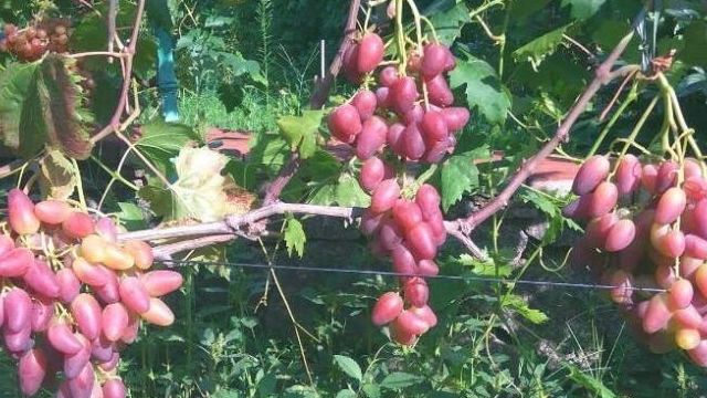 Виноград дубовский розовый: описание сорта, урожайность