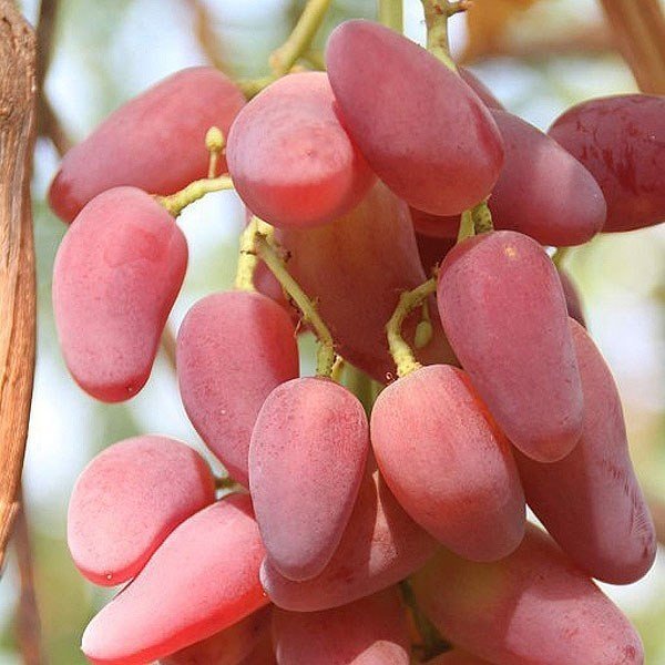 Сорт винограда дубовский розовый
