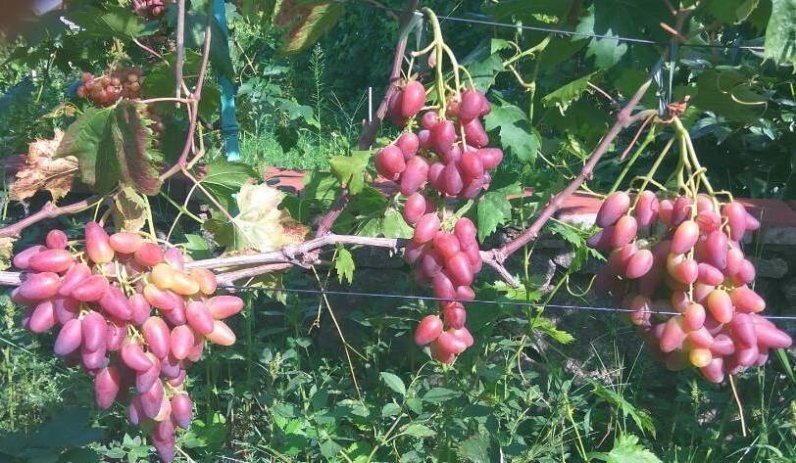 Виноград плодовый дубовский розовый