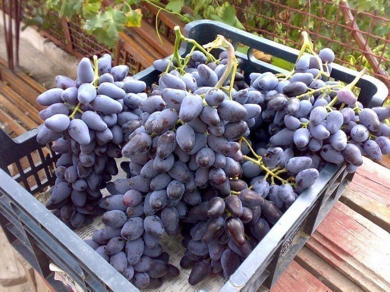Виноград сорт андижанский черный