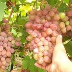 Виноград Румба: описание, фото и отзывы