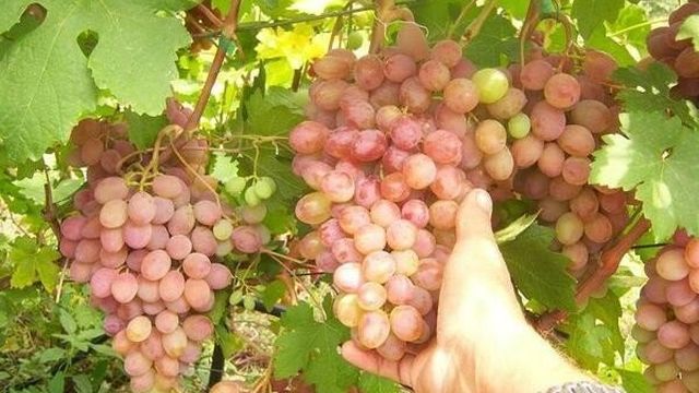 Виноград "Румба": описание сорта, фото, отзывы