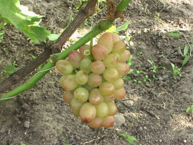 Сорт винограда паланга