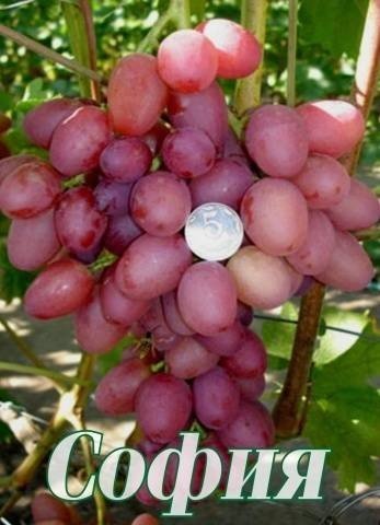 Сорт винограда софия
