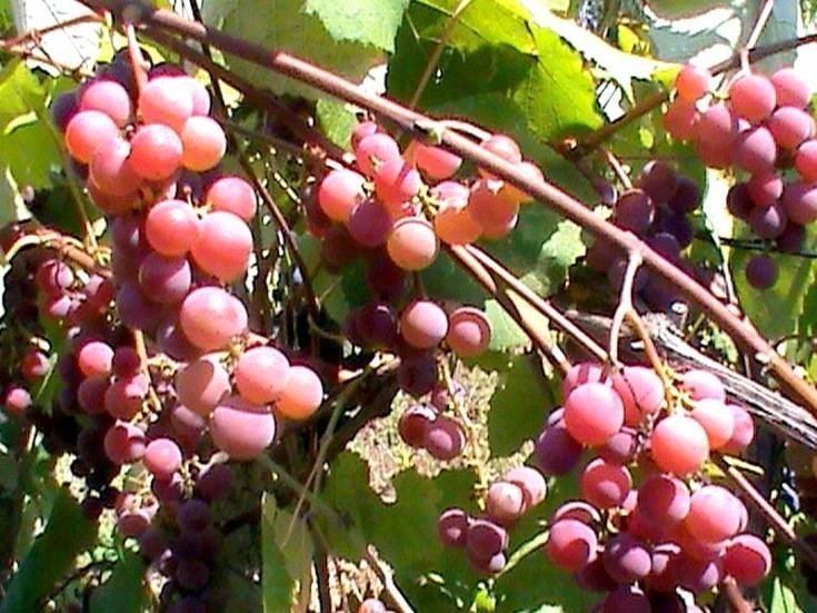 Виноград виноград кишмиш лучистый