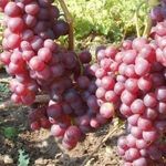 Виноград Воевода – гармония вкуса и удивительный размер ягод