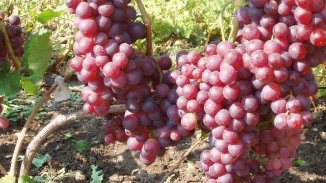 Виноград Воевода – гармония вкуса и удивительный размер ягод