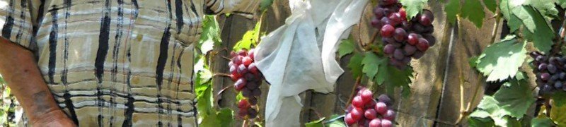 Виноград огородница