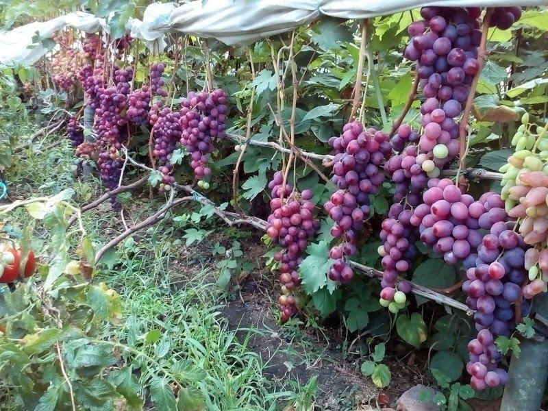 Виноград плодовый воевода