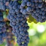 Виноград «Зилга» — сорт универсальный