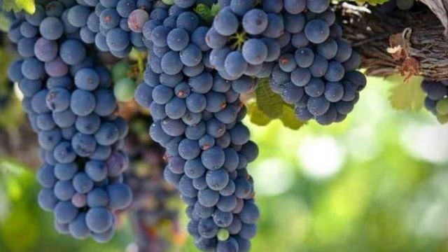Сорт винограда «Зилга»: описание, фото, селекция, особенности посадки и ухода
