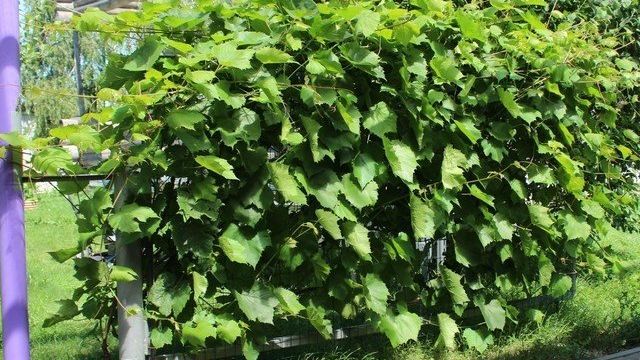 Выращивание винограда: посадка черенков винограда весной в открытый грунт