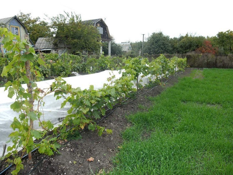 Виноград в открытом грунте
