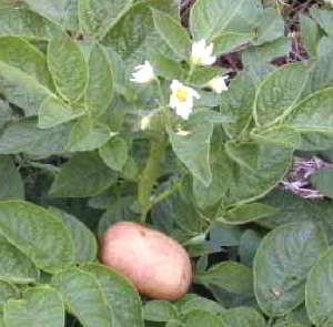 Картофель растение
