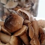 Маринованные грибы опята на зиму