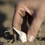 Как правильно вырастить семена чеснока