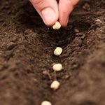 Как вырастить зимний чеснок на семена