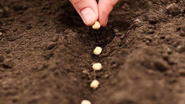 Как вырастить зимний чеснок на семена