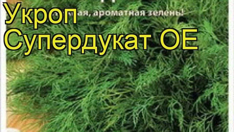 Укроп супердукат сибирский сад