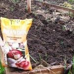 Выращивание озимого чеснока: всё от посадки до сбора урожая